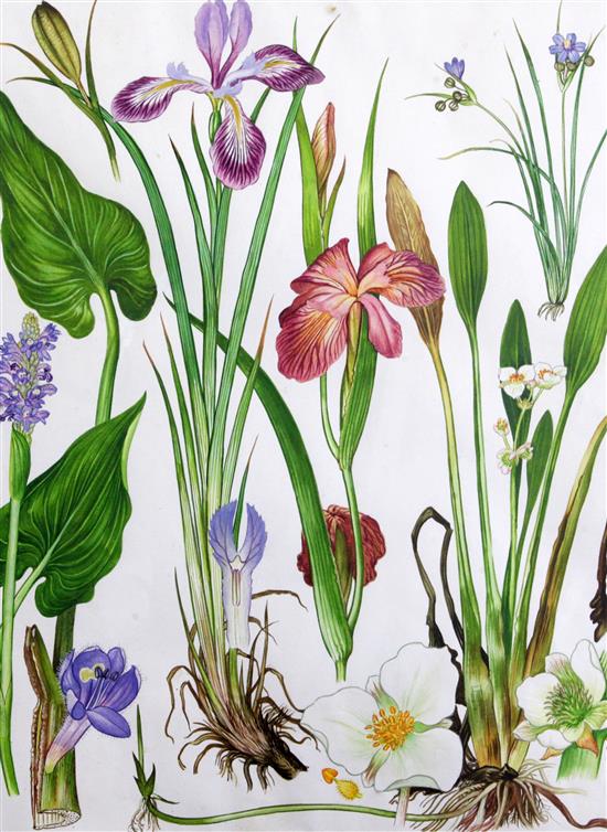 Barbara Mary Steyning Everard (1910-1990) four original designs for Wild Flowers of the World (plates 144, 158, 164, 166) 17 x 13in.